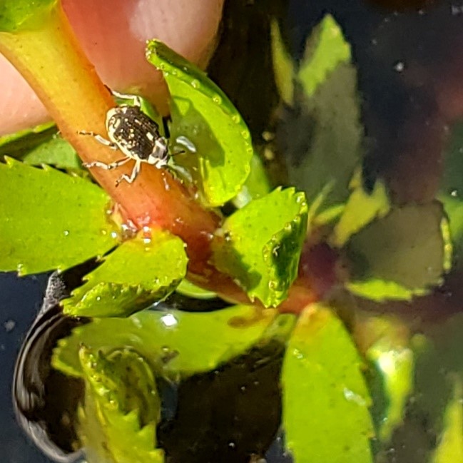 Figure 6 Phytobius vestitus on variable leaf milfoiljpg
